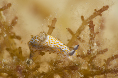 Polycera janjukia