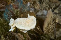 Goniobranchus epicurius