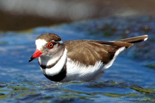 Three-banded Plover