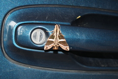 Macroglossum dohertyi