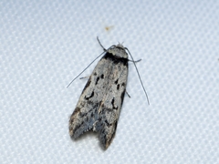 Philobota iphigenes