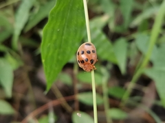 Epilachna tredecimnotata