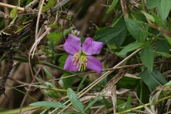 Rhexia virginica
