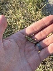 Hesperotettix viridis