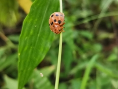 Epilachna tredecimnotata