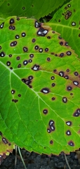 Cercospora hydrangeae