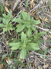 Ditaxis humilis