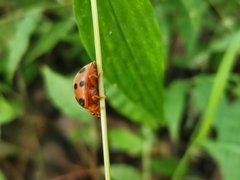 Epilachna tredecimnotata