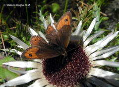 Erebia montanus