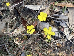 Hibbertia acicularis