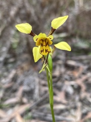 Diuris sulphurea