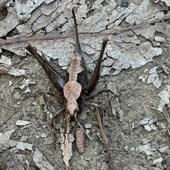 Neduba