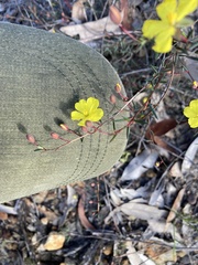 Hibbertia acicularis