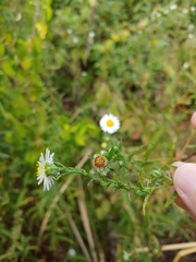 Symphyotrichum subulatum