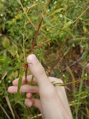 Symphyotrichum subulatum