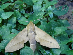 Theretra indistincta