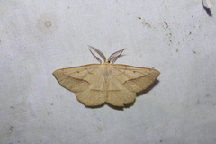 Euchlaena irraria