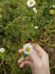 Symphyotrichum subulatum