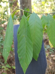 Ostrya virginiana