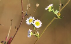 Erigeron philadelphicus