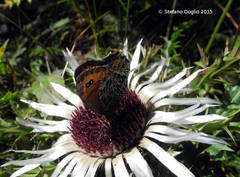 Erebia montanus