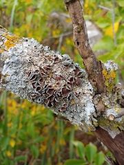 Punctelia bolliana