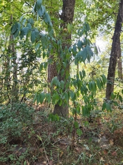 Ostrya virginiana