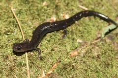 Plethodon richmondi