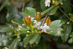 Eugenia brasiliensis