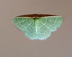 Synchlora frondaria