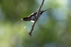 Heliomaster longirostris