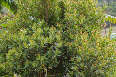 Eugenia brasiliensis