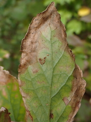 Nemorimyza posticata