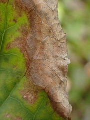 Nemorimyza posticata