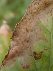 Nemorimyza posticata