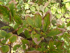 Nemorimyza posticata