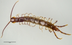 Lithobiidae