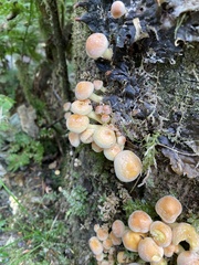 Hypholoma