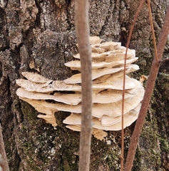 Climacodon septentrionalis