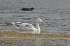 Anser anser × Branta canadensis