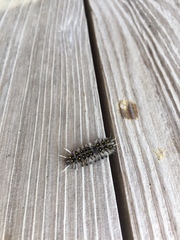 Lophocampa roseata