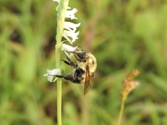 Spiranthes vernalis