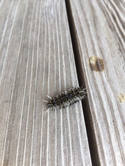 Lophocampa roseata