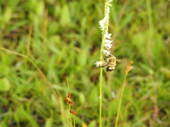 Spiranthes vernalis