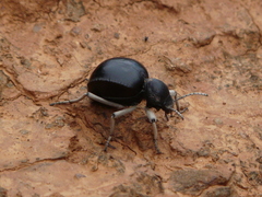 Dichtha cubica