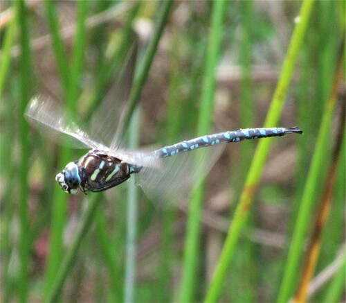 Paddle-tailed Darner photo 6
