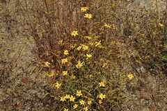 Helianthus porteri