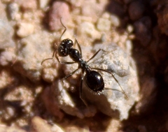 Veromessor pergandei