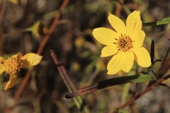 Helianthus porteri