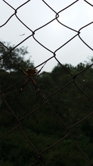 Argiope argentata